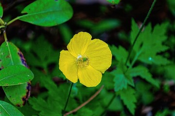 yellow blossom