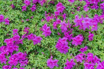 field of purple flowers