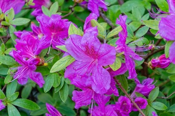 purple flowers in the garden