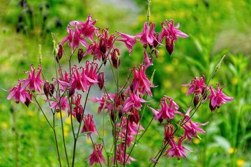 pink flowers in the garden