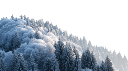 snow-covered evergreen forest scene on cold winter day  isolated on white background