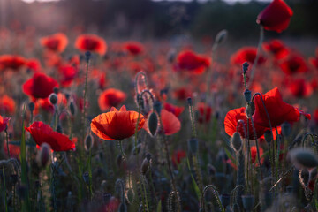 Field of red poppies