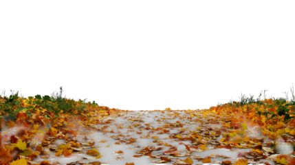  leaf-strewn path leads  isolated on white background