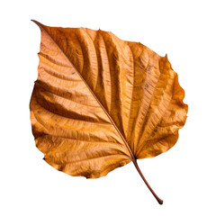 Fototapeta premium Dry tobbaco leaf on transparent background