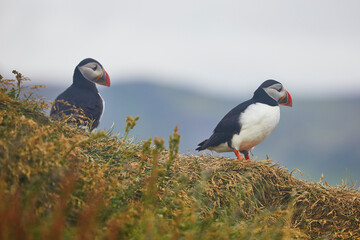 Atlantic Puffins birds or common puffins in nature background at Dirholaey in Iceland. Iceland and Norway most popular birds.