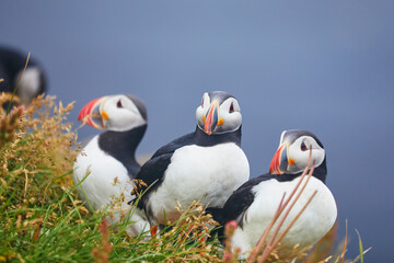 Atlantic Puffins birds or common puffins in nature background at Dirholaey in Iceland. Iceland and Norway most popular birds.