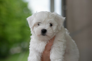 Fluffy white puppy held in human hands outside on a spring day. Adorable dog looking at camera