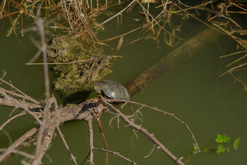 Turtles in a pond bask in the sun. Little turtles sit on islands in a pond in the sun's rays. Baby turtles in a pond with green water