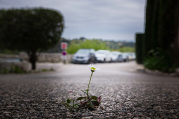 A lonely chamomile flower has grown through the asphalt on the road and is blooming despite the...