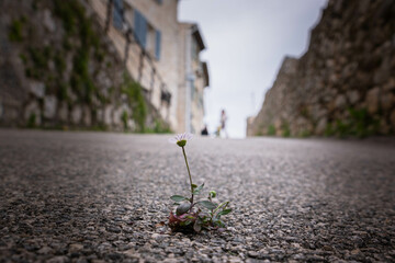 A lonely chamomile flower has grown through the asphalt on the road and is blooming despite the...