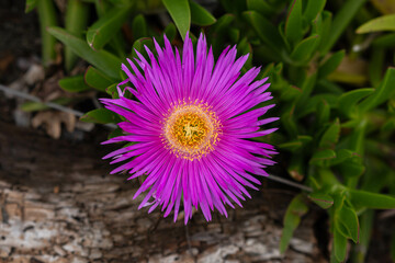 Carpobrotus Magenta flower close-up. Beautiful photo of the southern flower with drops of dew or...