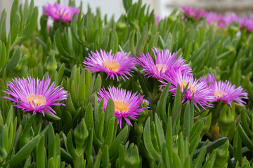 Carpobrotus Magenta flowers close-up. Beautiful photo of southern flowers with drops of dew or rain