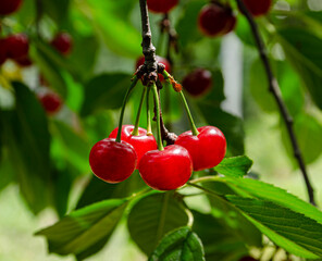 Close-up of ripe red cherries growing on a tree branch surrounded by vibrant green leaves. perfect for themes of agriculture, gardening, organic food, and nature.