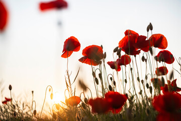 Field of red poppies