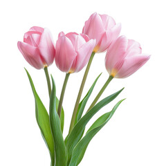 Fototapeta premium Four pink tulips on white background