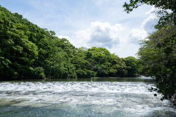 初夏の五十鈴川と森