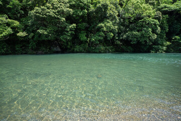 初夏の五十鈴川と森