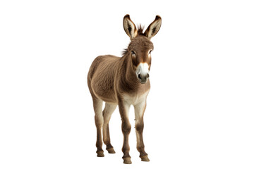  Donkey White or PNG Transparent Background.