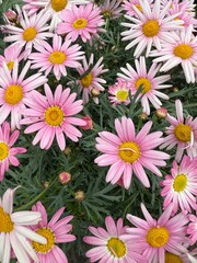 pink and white chrysanthemum