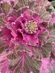 close up of pink cabbage