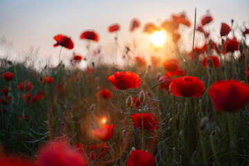 Field of red poppies