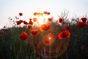 Field of red poppies