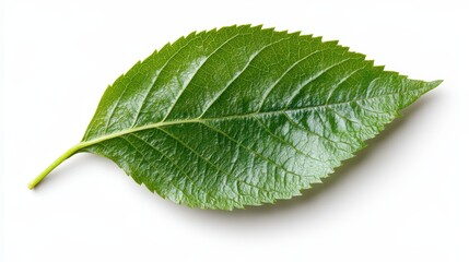 Obraz premium A fresh and vibrant green leaf with intricate textures, symbolizing growth, vitality, and the essence of nature, set against a pure white background highlighting its beauty.