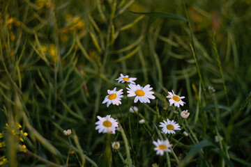 Daisies in the grass