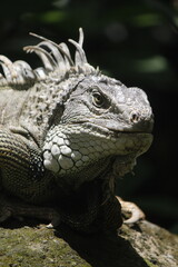 iguana on tree