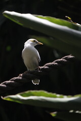 black headed gull