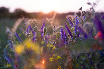 Wildflowers