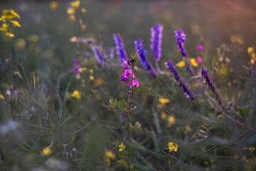 Wildflowers