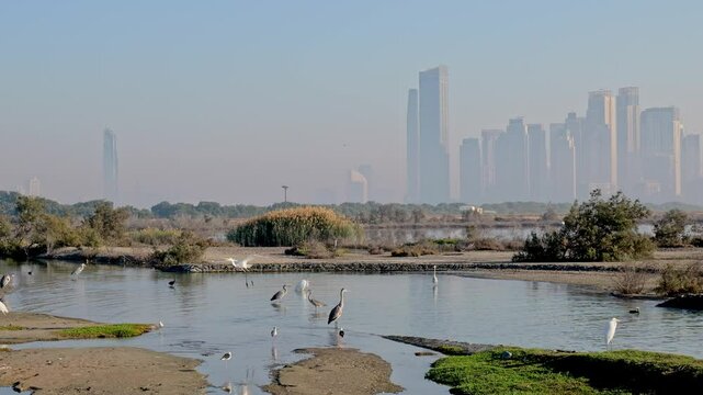Birds by the water at Ras Al Khor Wildlife Sanctuary in Dubai. In the background, modern buildings of Dubai Creek Harbour rise through light morning haze