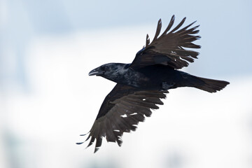 A fish crow (Corvus ossifragus) in flight.