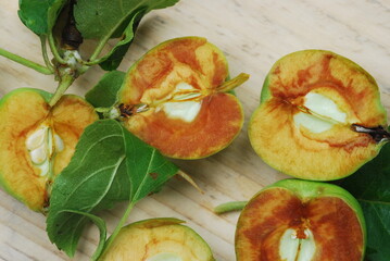 Apples cut in a half on a flat, leaves and apples