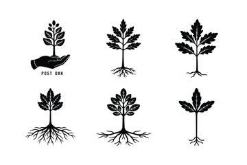 Healthy Post Oak Seedlings Growing in Natural Soil