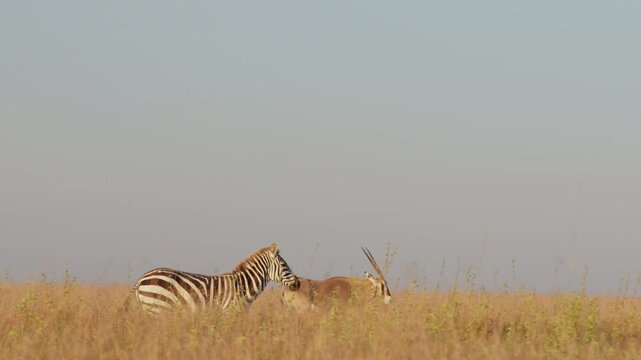 Very wide dolly tracking of a Plains Zebra (Equus quagga) running past Besia Oryxes at midday in the dry Kenyan savannah