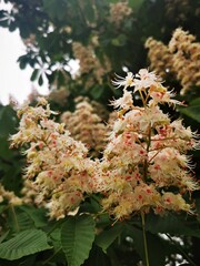 Close up of horse chestnut flowers in bloom. Flowering of Kyiv chestnuts in Ukraine