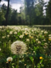 Field of white dandelions swaying in the breeze