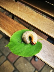Beetle Larva on Green Leaf – Macro Close-Up