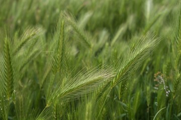 Field of green barley grass in soft sunlight. Natural nature background for design. Grass texture.