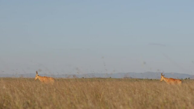 Very wide dolly tracking of a pair of Hartebeests (Alcelaphus buselaphus) walking in tall grass in Kenya overlooking distant hilly landscape