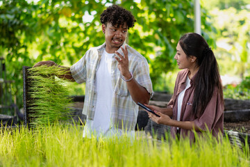 Agricultural research. Mixed race man and Asian woman inspecting rice growth in agriculture study. Diverse ethnic people looking at the plant examining the freshness of the products in organic farm.