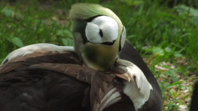 Spectacled eider resting on grass with head tucked in