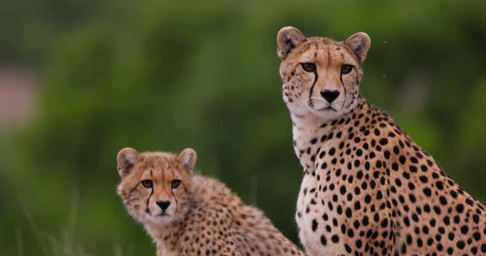Close-up of two Cheetahs (Acinonyx jubatus) heads staring into the distance at the savannah in Kenya