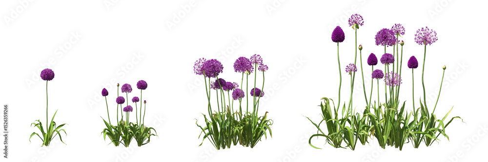 Poster cut out plant and flower collection isolated on transparent background. high quality and realistic 3