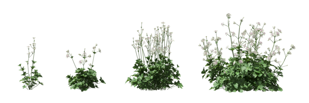 Cut out plant collection isolated on transparent background. high quality and realistic 3d rendering . PNG format