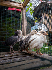 photo of a group of chicks in a wire cage under natural sunlight, taken from eye level, a traditional farm scene in Asia, Indonesia. © Ndorography