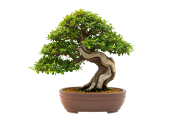 Isolated Miniature Bonsai Tree with Intricate Trunk in Ceramic Pot