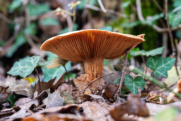 one brown wild mushroom in a forest in Istria, Croatia
